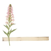 Foxgloves flower ephemera blossom plant white background.