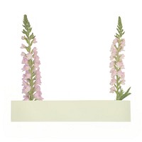 Foxgloves flower ephemera blossom plant white background.