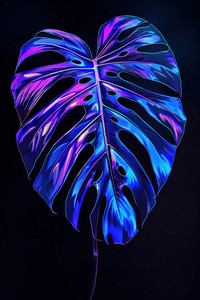 Monstera leaf plant light black background.