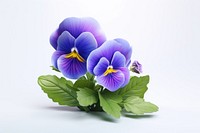 Pansy Flower flower pansy violet.