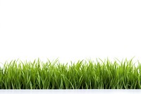 Green grass field backgrounds plant lawn.
