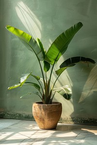 Photo of a large plant in a pot leaf wall houseplant.