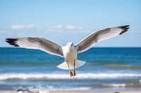 Outdoors seagull animal nature.