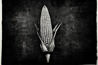 Silkscreen on paper of a corn black grain monochrome.