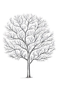 Tree sketch drawing white.