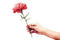 Hand holding a carnation flower plant rose white background.