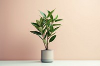 Zz plant decorative plant bonsai leaf houseplant.
