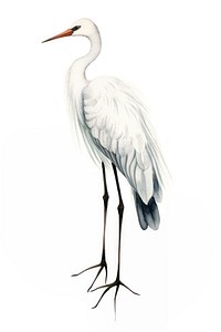 Cute watercolor illustration of a crane animal stork heron.