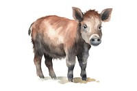 Cute watercolor illustration of a boar livestock mammal animal.