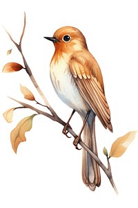 Cute watercolor illustration of a nightingale animal robin bird.