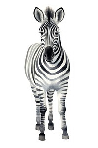 Cute watercolor illustration of a zebra wildlife animal mammal.