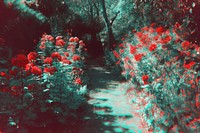 Anaglyph effect garden outdoors nature flower.