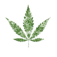 Green cannabis icon plant herbs leaf.