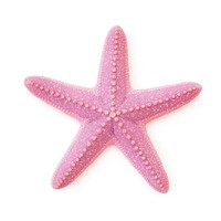 Pink starfish icon shape white background invertebrate.