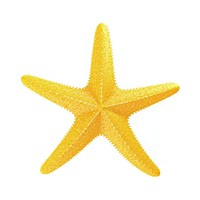Yellow starfish icon symbol shape white background.