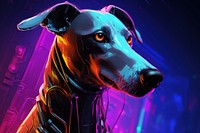 Greyhound greyhound purple illuminated.