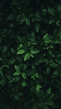 Green Aesthetic Wallpaper green nature plant.