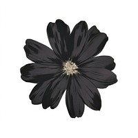 Flower petal plant black.