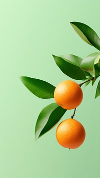 Orange fruit and leaves grapefruit plant green.