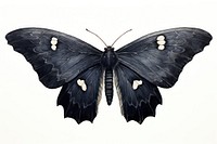 Black color moth butterfly animal insect.