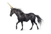 Black color unicorn stallion animal mammal.