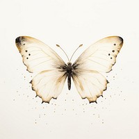 White color butterfly animal insect invertebrate.