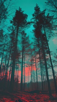Anaglyph sky and forest outdoors woodland nature.