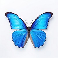 Blue butterfly animal insect white background.
