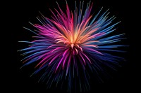 Fireworks colorful flower shape illuminated celebration creativity.