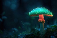 Bioluminescence toadstool background mushroom fungus agaric.
