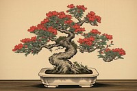 Bonsai in vase flower plant tree.