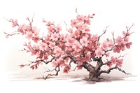 A Sakura tre painting blossom flower.