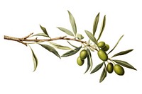 Olive branch plant leaf tree.
