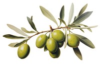 Olive plant leaf food.
