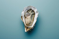 Oyster seafood invertebrate shellfish.