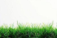 Grass field backgrounds nature plant.