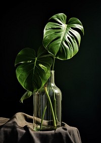 Monstera leaves in the glass vase plant green leaf.