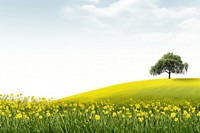 Hilly grass field with yellow blossom trees grassland landscape outdoors.