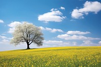 Hilly grass field with yellow blossom trees landscape grassland outdoors.