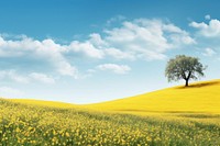 Hilly grass field with yellow blossom trees landscape grassland outdoors.