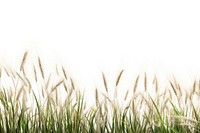 Wild grass backgrounds outdoors nature.
