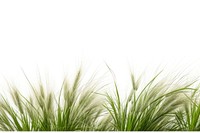 Wild grass backgrounds plant green.