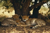 Cheetah and her cubs cheetah wildlife leopard.