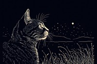 Cat nature astronomy outdoors.