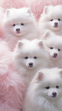 Fluffy pastel Siberian Huskie mammal animal cute.