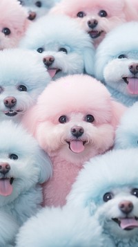 Fluffy pastel Poodle mammal animal poodle.