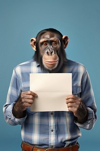 Animal ape chimpanzee portrait.