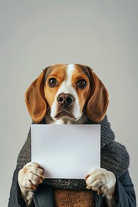 Animal beagle photography portrait.