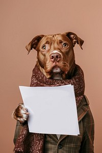 Portrait animal dog photography.