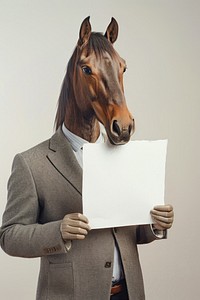 Horse wearing casual attire portrait animal horse.